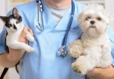 Healthy Pet Animal Clinic