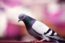 Chewy Pigeons Pet Shop
