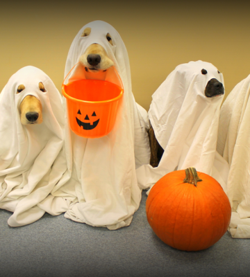 Pups & Pints Halloween Patio Party – Dog Costume Contest