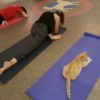 Cats On Your Mats: F...