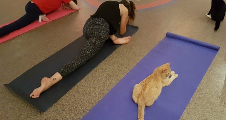Cats On Your Mats: Family Cat Yoga